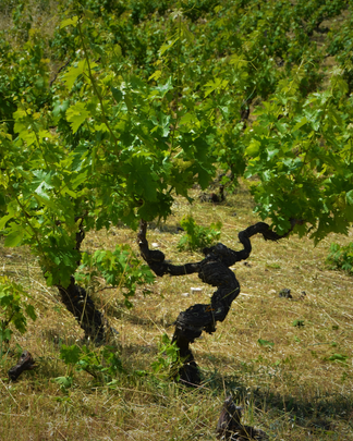 Maratheftiko: Zyperns seltener Rotwein-Schatz