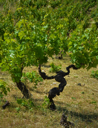 Maratheftiko: Zyperns seltener Rotwein-Schatz