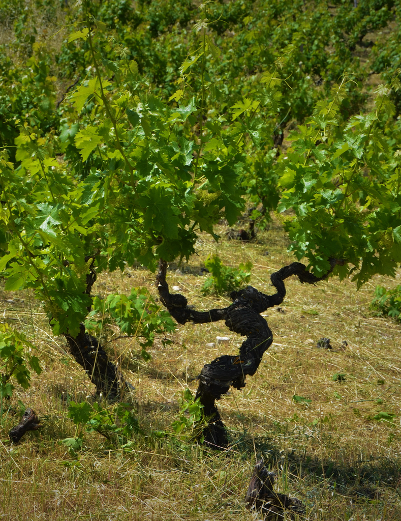 Maratheftiko: Zyperns seltener Rotwein-Schatz