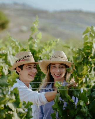 Argyrides Winery in Vasa Koilaniou auf Zypern, Rebberge in Höhenlage