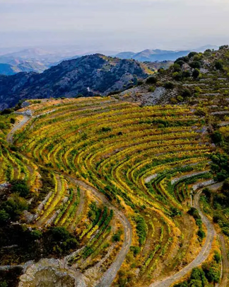 Was ist Terroir? Boden, Klima und Wein erklärt
